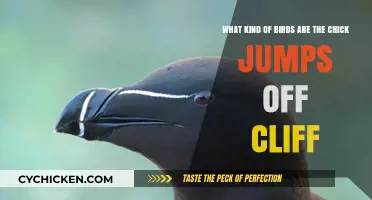 The Mystery of Cliff-Jumping Chicks Unveiled