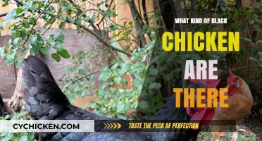 Discovering Unique Black Chicken Breeds: Types, Traits, and Care Tips