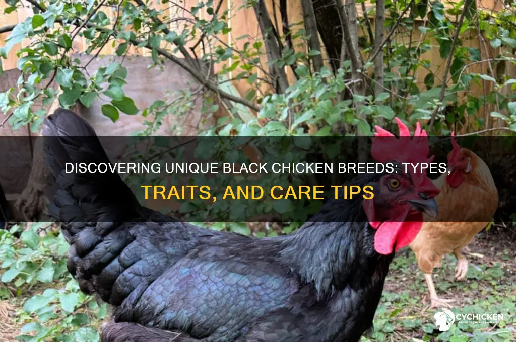 what kind of black chicken are there