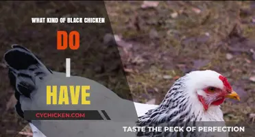 Identifying Your Black Chicken Breed: A Comprehensive Guide for Poultry Enthusiasts