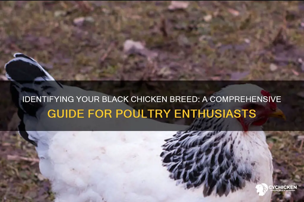 what kind of black chicken do i have