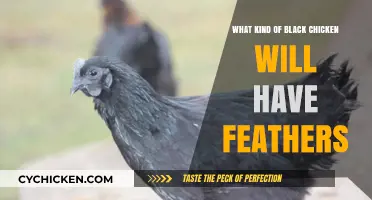Feathered Black Chicken Breeds: Exploring Varieties with Striking Plumage