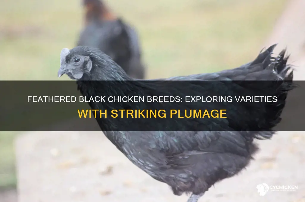 what kind of black chicken will have feathers