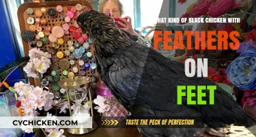 Black-feathered Chickens: Unique Feet Feature