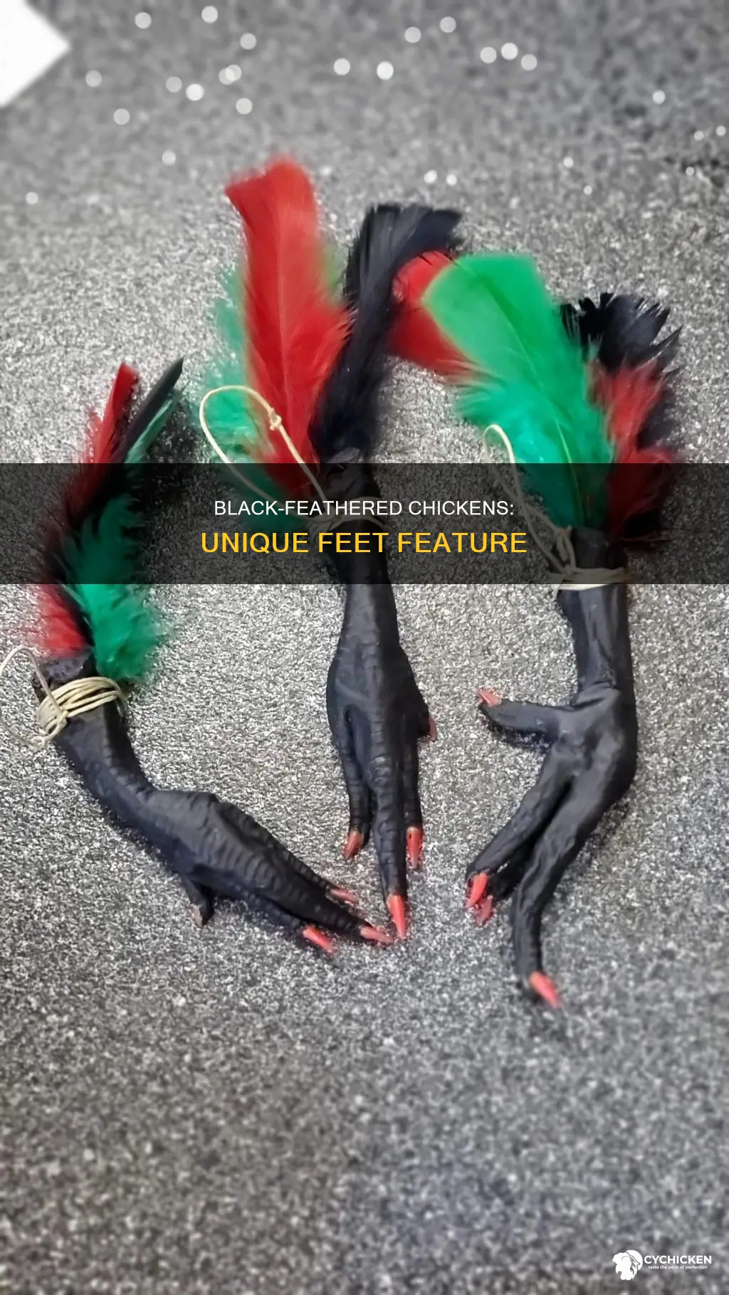 what kind of black chicken with feathers on feet
