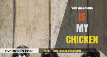 Identifying Your Chicken Breed: A Comprehensive Guide for Poultry Enthusiasts