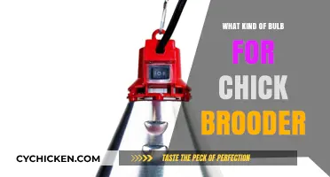 Choosing the Right Bulb for Your Chick Brooder: A Guide