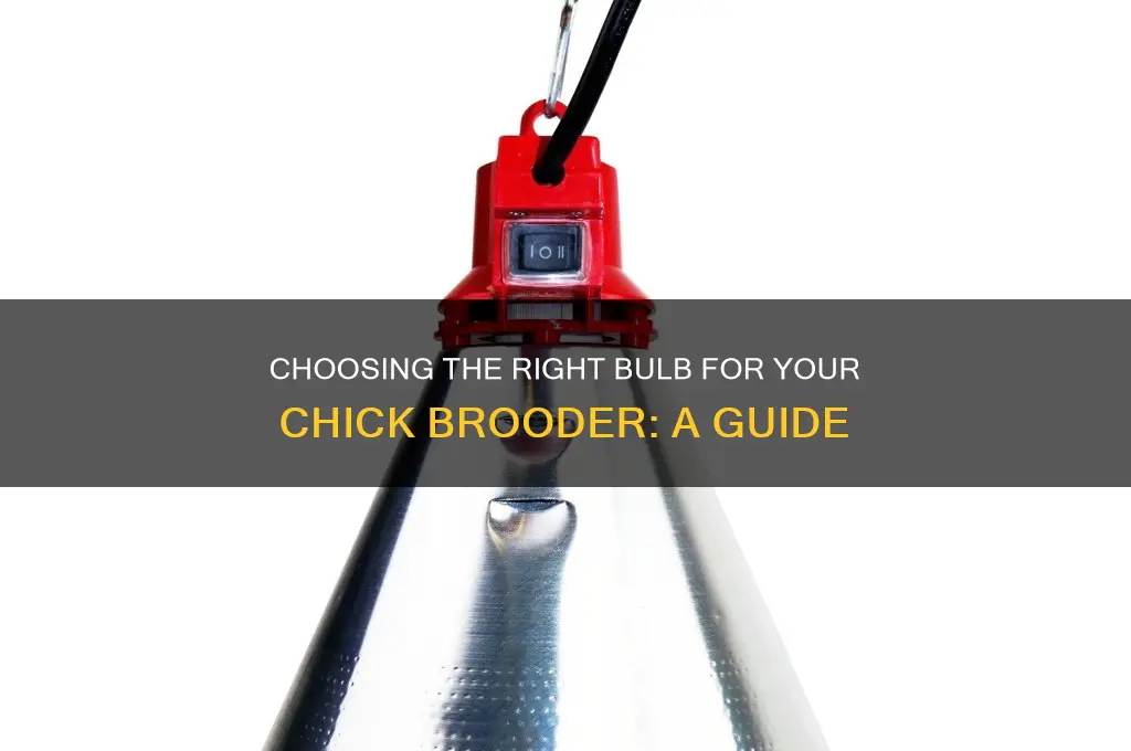 what kind of bulb for chick brooder