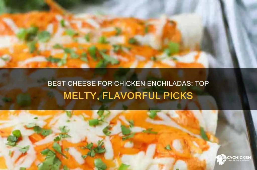 what kind of cheese for chicken enchiladas