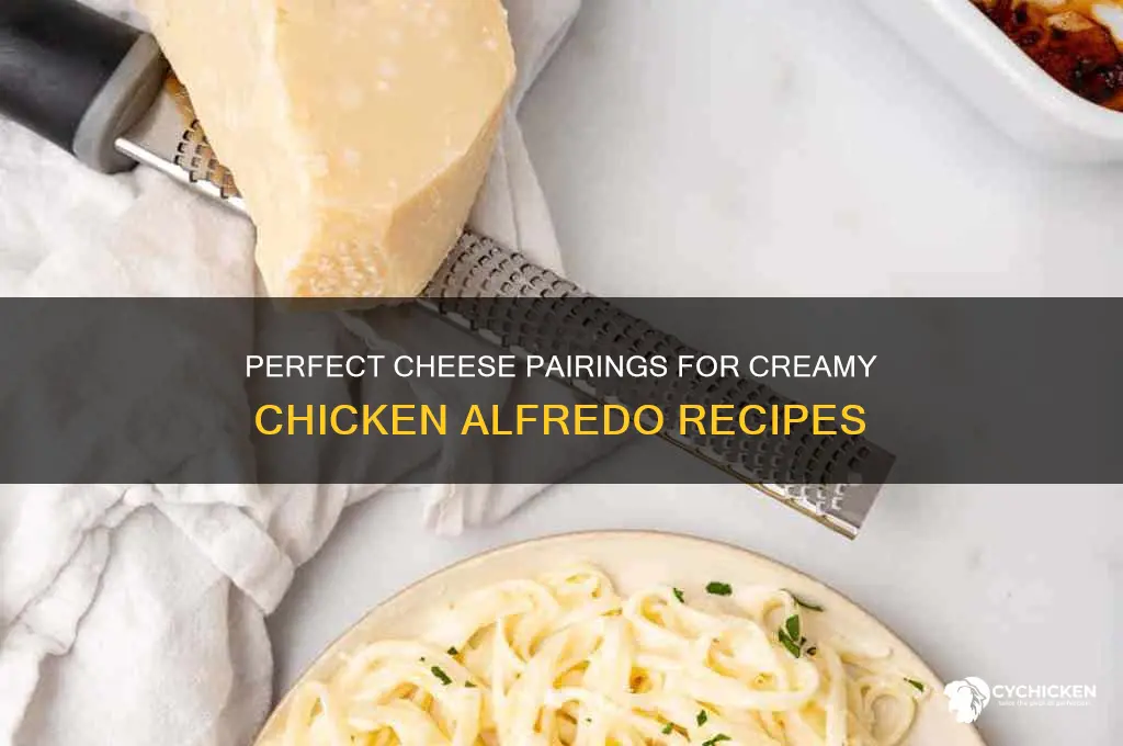 what kind of chesse goes on chicken alfredo