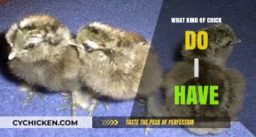 Identifying Your Chick: A Guide to Recognizing Your Feathered Friend