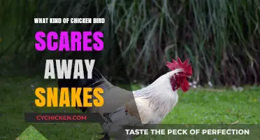 Chicken Bird Species That Naturally Deter Snakes: A Comprehensive Guide