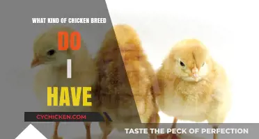 Identifying Your Chicken Breed: A Comprehensive Guide to Recognizing Your Flock
