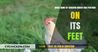 Feather-Footed Breeds: Chickens With Unique Features