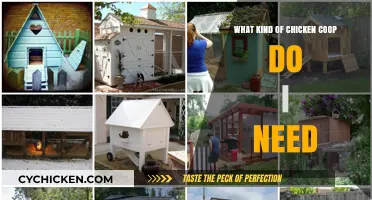 Choosing the Perfect Chicken Coop: A Guide for Happy Hens