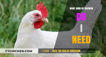 Choosing the Right Chicken Breed: A Guide to Your Flock Needs