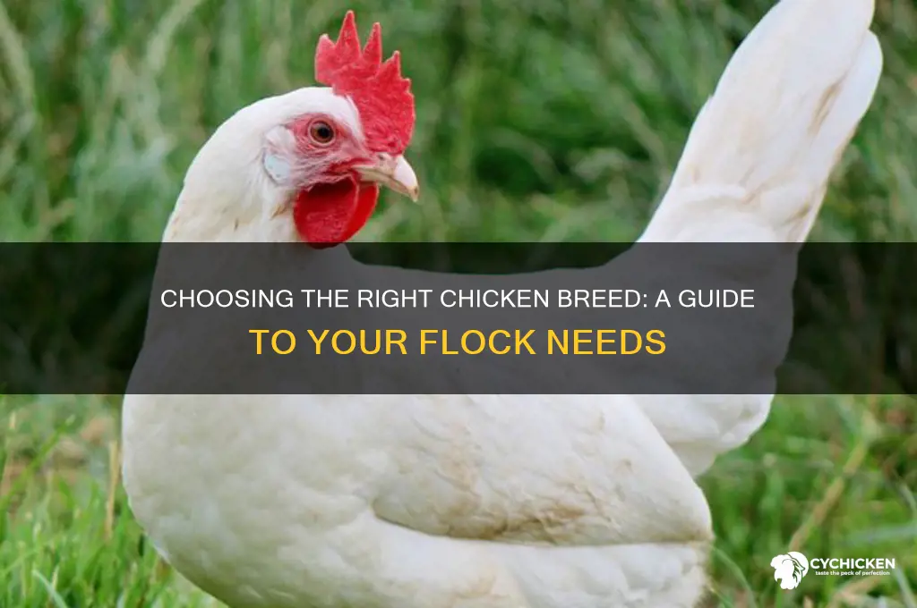 what kind of chicken do i need