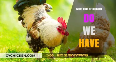 Exploring Different Chicken Breeds: Types, Traits, and Best Uses