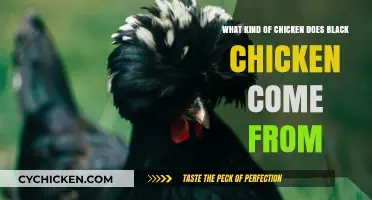 Black Chicken Origins: The Mystery Breed Revealed