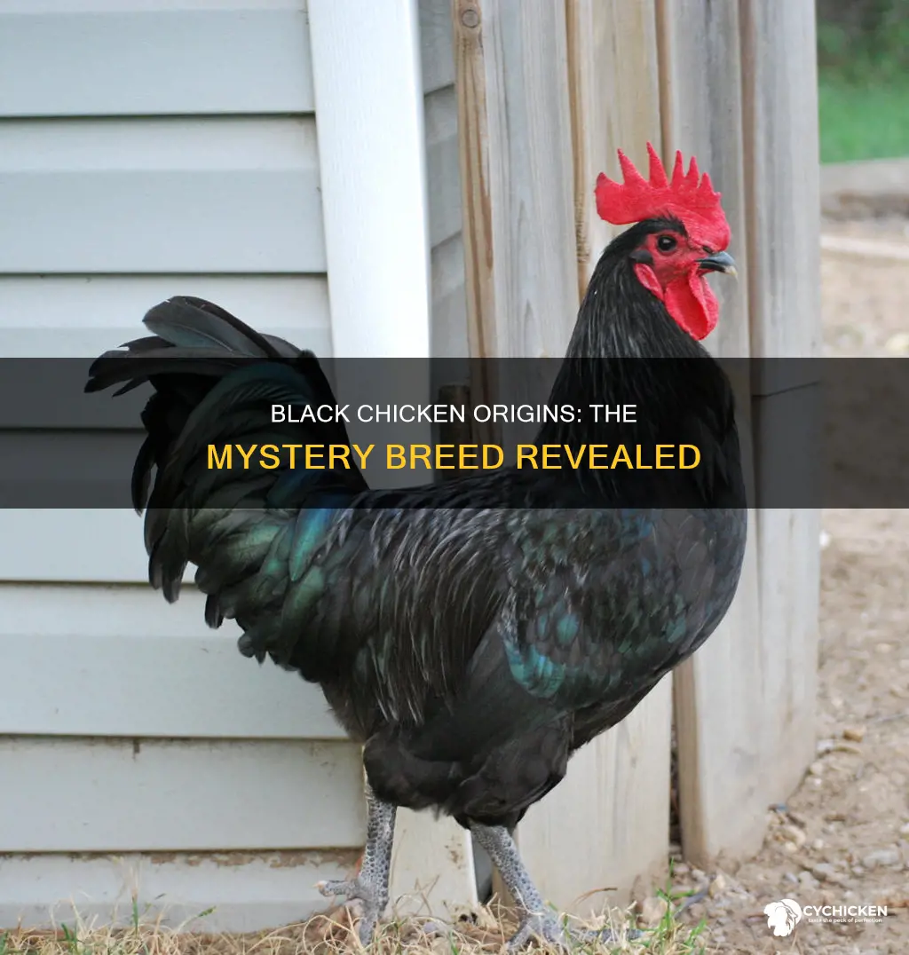 what kind of chicken does black chicken come from