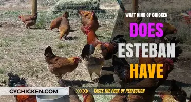 Unveiling Esteban's Chicken Breed: A Curious Poultry Mystery Explored