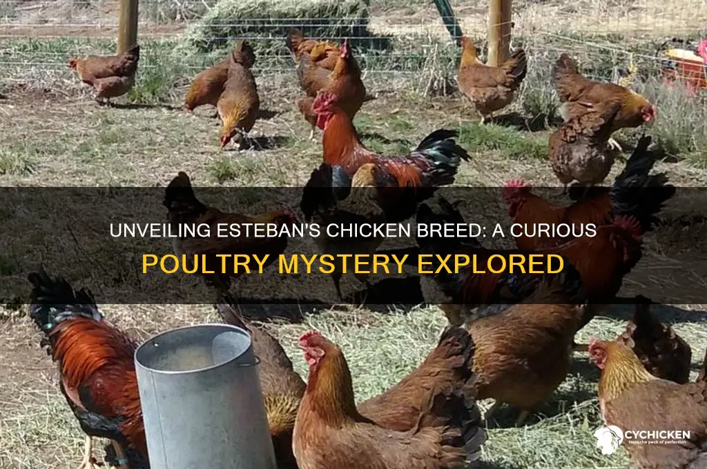 what kind of chicken does esteban have