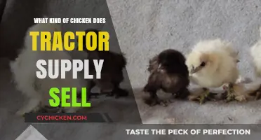 Tractor Supply's Chicken Breeds: A Guide to Their Poultry Offerings