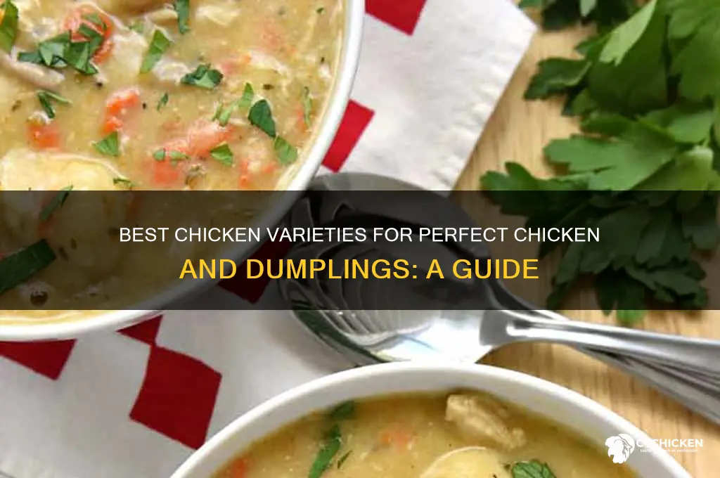 what kind of chicken for chicken and dumplings