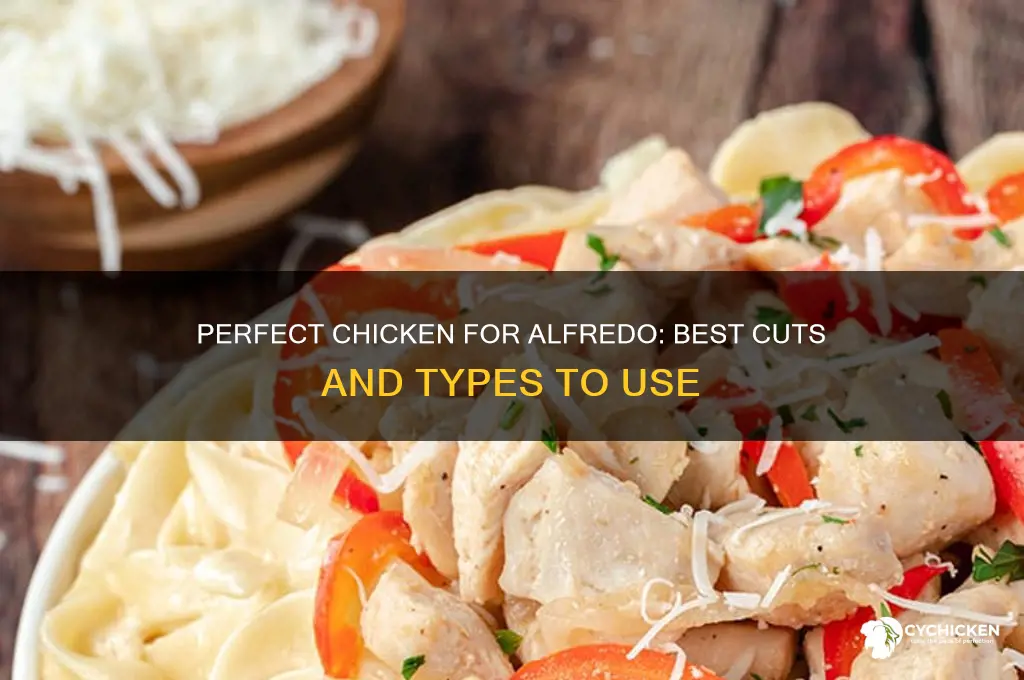 what kind of chicken goes in chicken alfredo