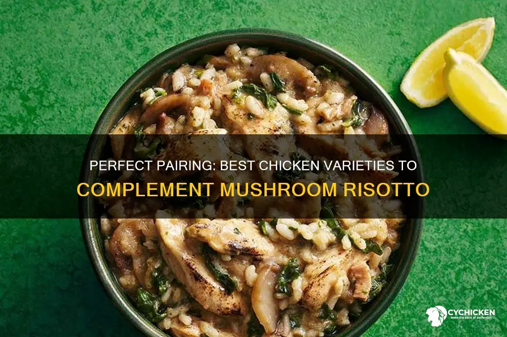 what kind of chicken goes with mushroom risotto
