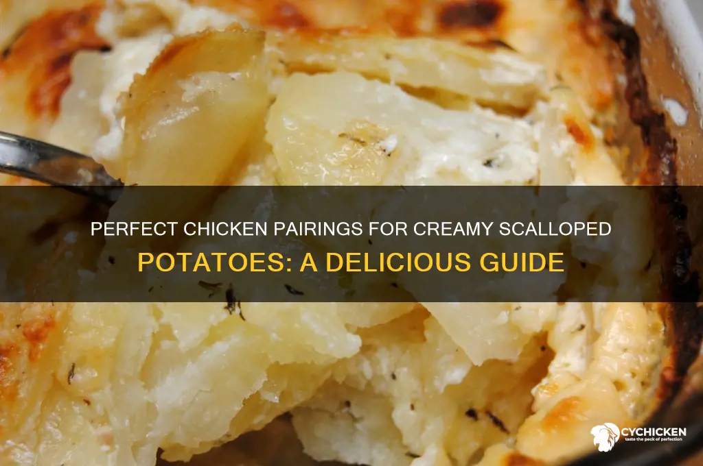 what kind of chicken goes with scalloped potatoes