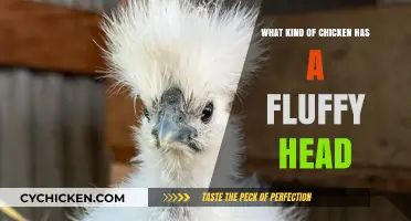 Fluffy-Headed Chicken Breeds: Discover the Unique Silkie and More