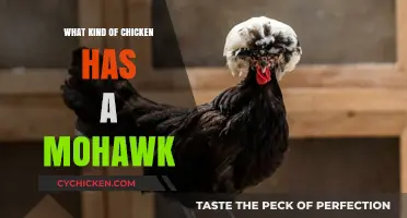 Mohawk Chickens: Meet the Unique Breeds with Striking Crested Feathers