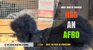 Meet the Silkie Chicken: The Adorable Afro-Haired Breed You'll Love