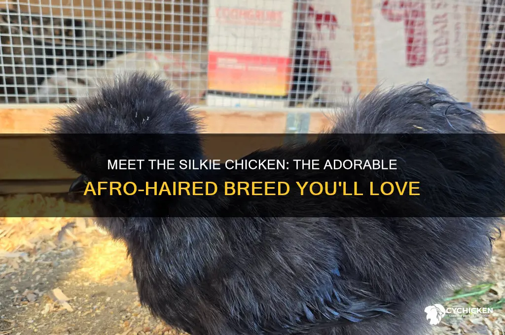 what kind of chicken has an afro