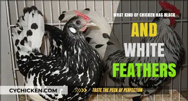 Black-and-White Feathered Chickens: What Breed Are They?