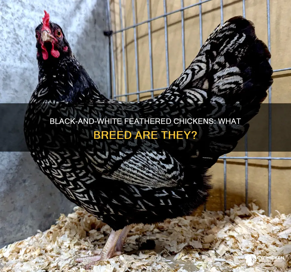 what kind of chicken has black and white feathers