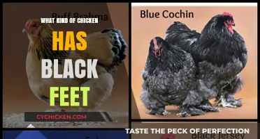 Discovering the Unique Chicken Breeds with Striking Black Feet