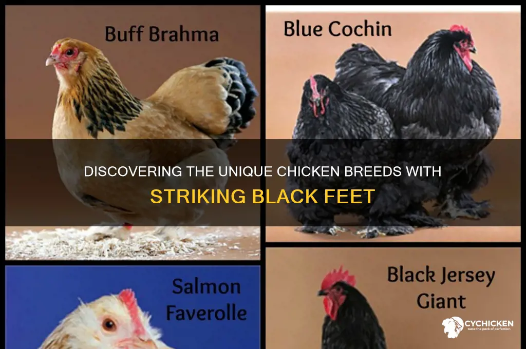 what kind of chicken has black feet