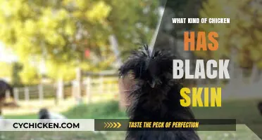 Discovering the Unique Black-Skinned Silkie Chicken Breed and Its Origins