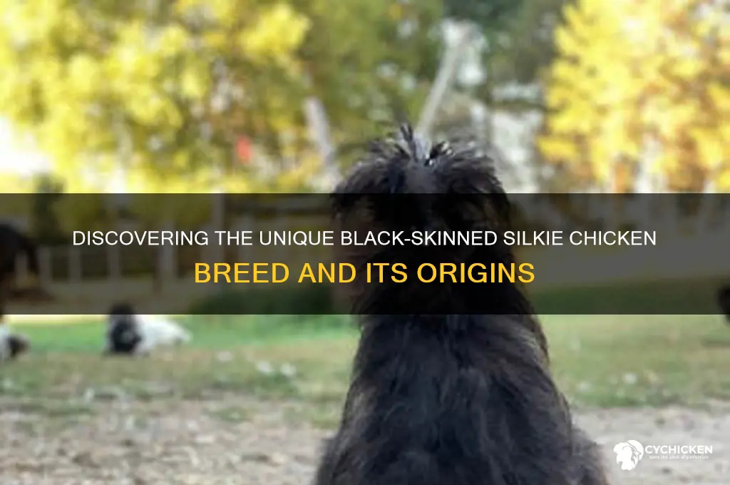 what kind of chicken has black skin