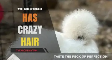 Meet the Silkie Chicken: The Fluffy, Feathered Wonder with Crazy Hair