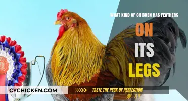 Leg Feathering: What Chicken Breed Has This Trait?