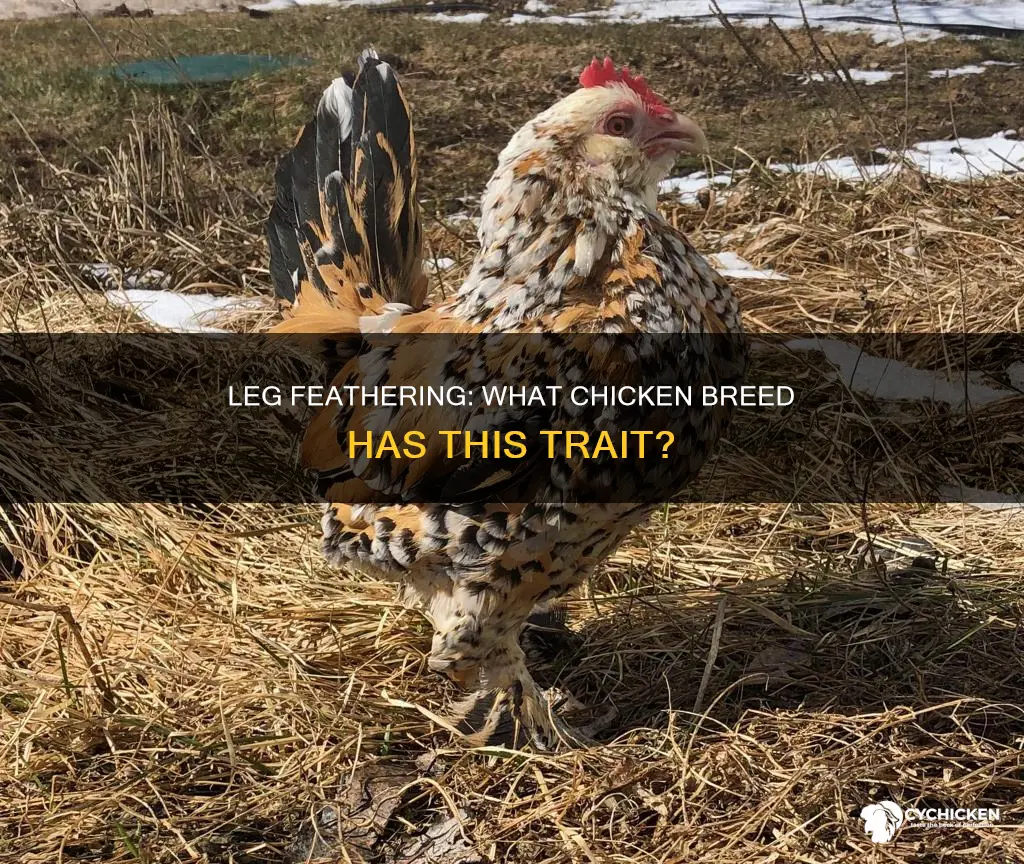 what kind of chicken has feathers on its legs