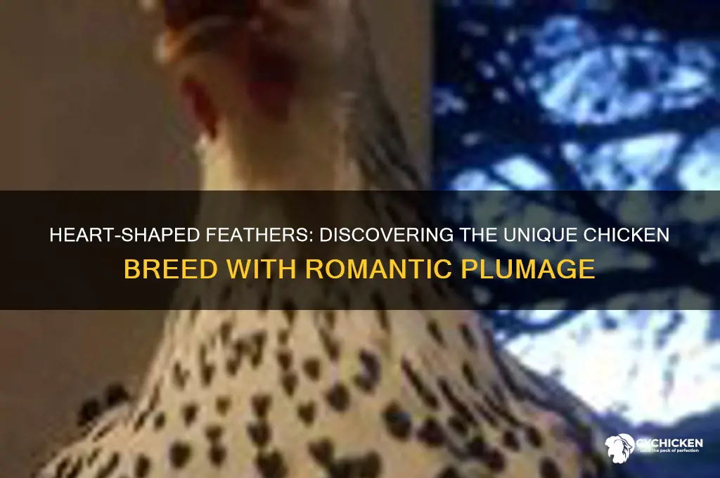 what kind of chicken has heart shaped plumage