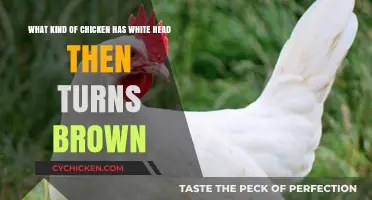 White to Brown: Chicken Head Color Mystery