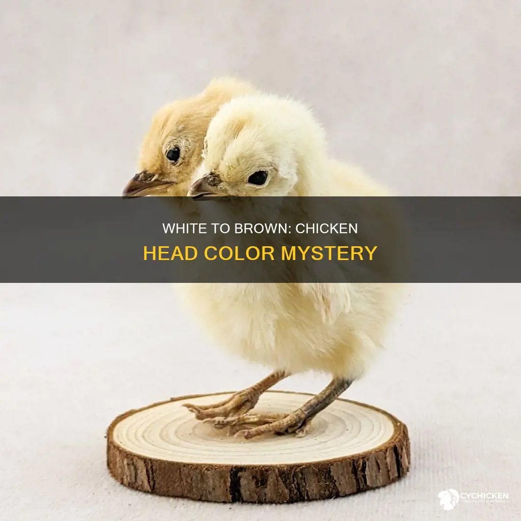 what kind of chicken has white head then turns brown