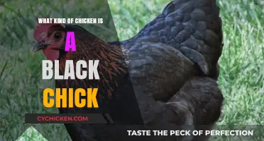 Unveiling the Mystery: What Kind of Chicken is a Black Chick?