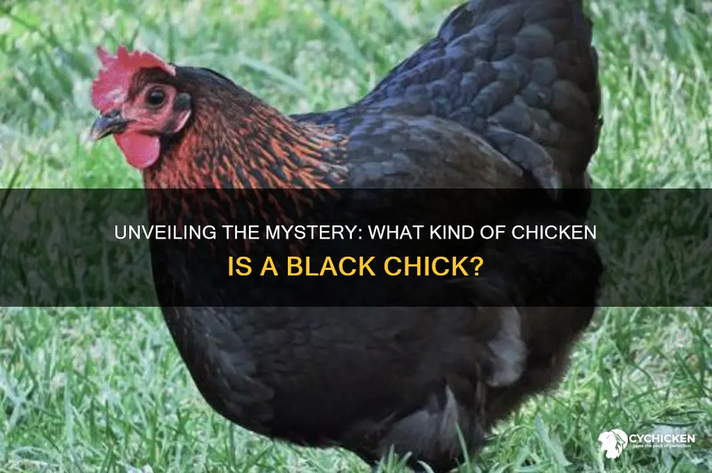 what kind of chicken is a black chick