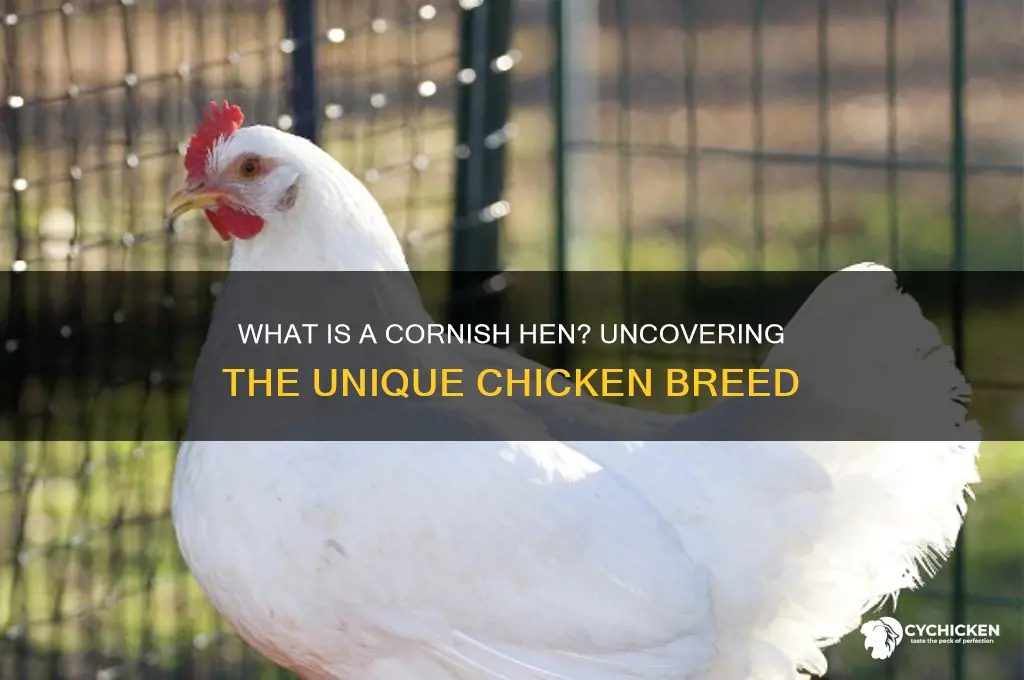 what kind of chicken is a cornish hen